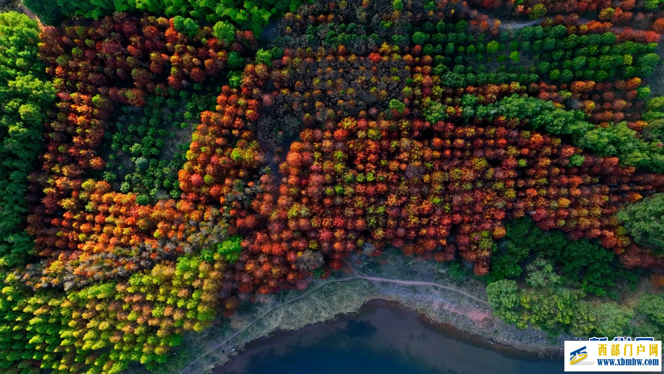 冬日抚仙湖：红杉灼灼 碧水悠悠(图1)