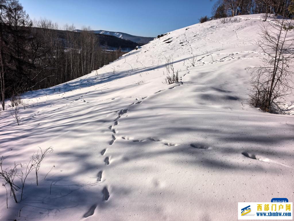 巡林一日,将思念留在额尔古纳河右岸(图1) 巡林一日,将思念留在额尔古纳河右岸(图1)