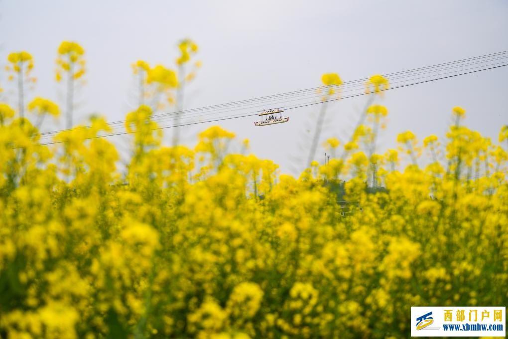 重庆潼南:油菜花开迎客来(图6) 重庆潼南:油菜花开迎客来(图6)