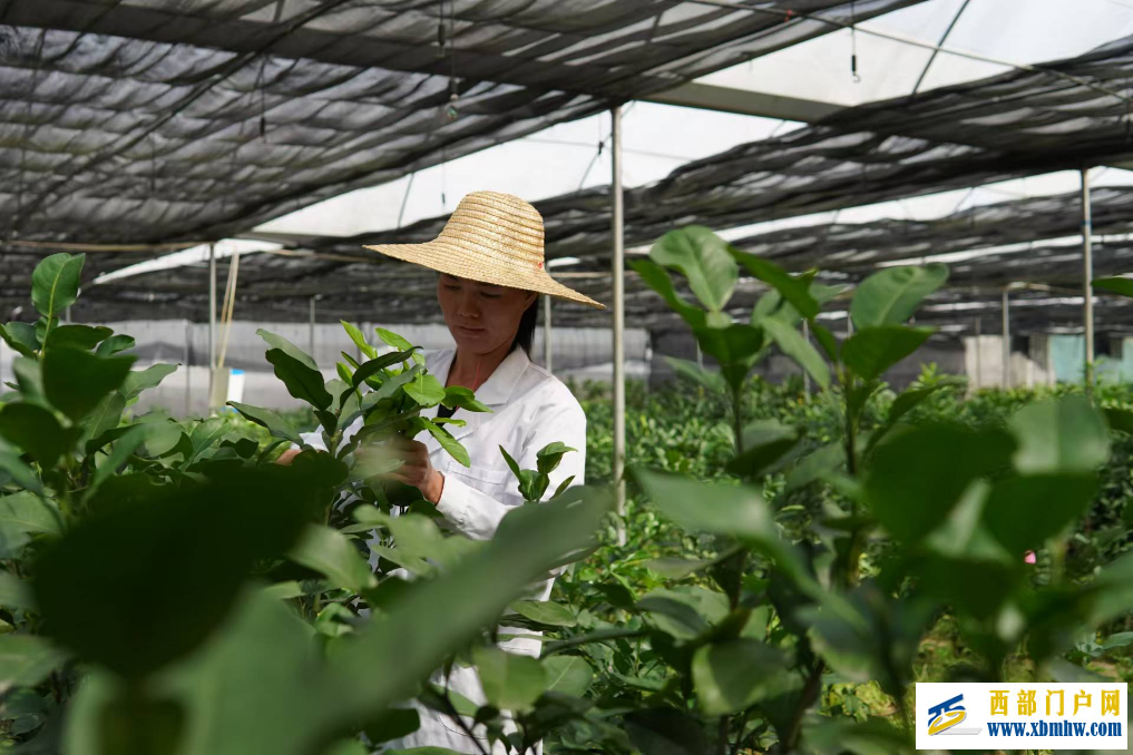 广西“果”然好| 提品质 延链条 强品牌——容县沙田柚的产业振兴密码(图1)