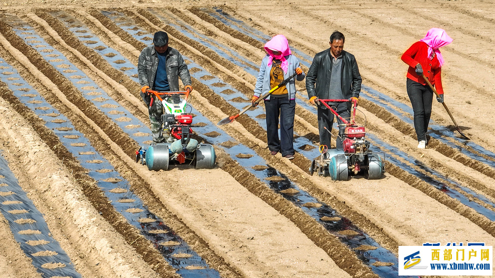 甘肃张掖：制种玉米基地“穿衣”保墒(图5)